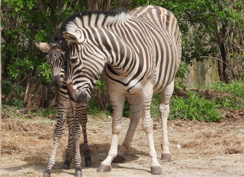Ново сладко бебе зебра радва посетителите на Столичния зоопарк. Миналата