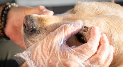 куче кърлеж