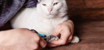 Можем ли да изрежем ноктите на котката с кучешки принадлежности
