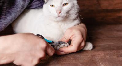 подразяване на ноктите на котка