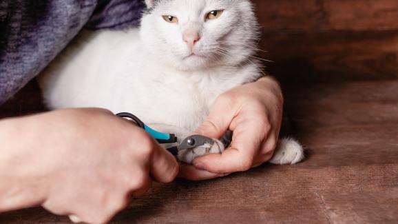 Можем ли да изрежем ноктите на котката с кучешки принадлежности