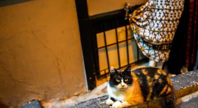 котки по света