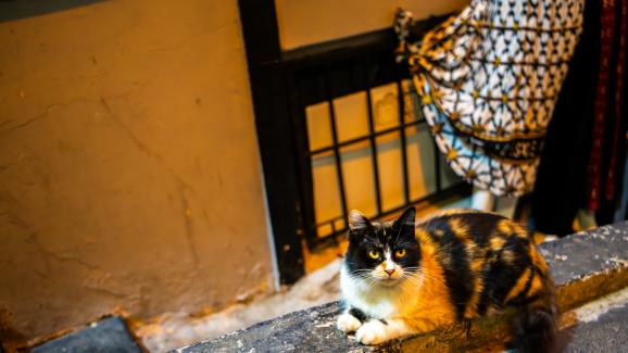 10 музея на котките по света, които да посетите