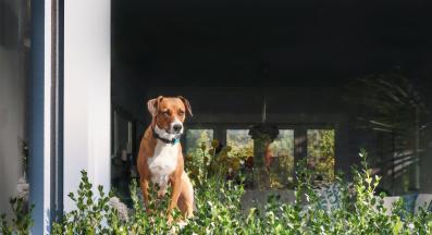 куче дресура