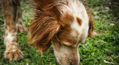 куче обоняние