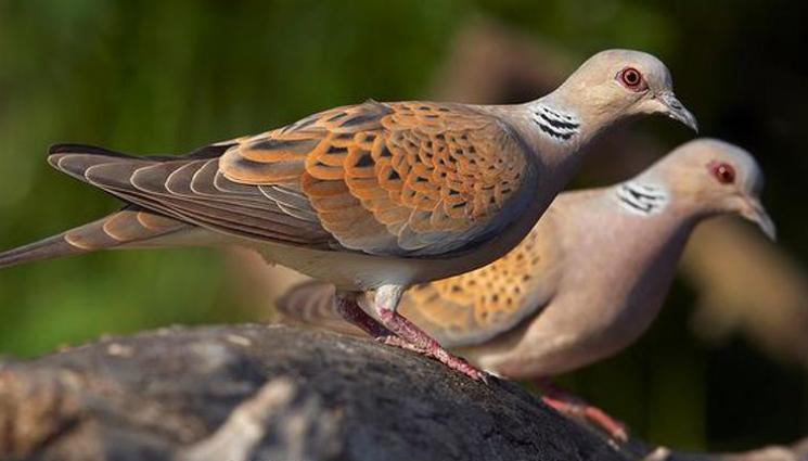 гугулица - Отлита ли гургулицата?