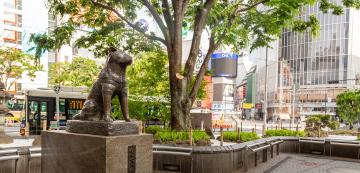 Хачико: Историята зад най-лоялната Акита в Япония