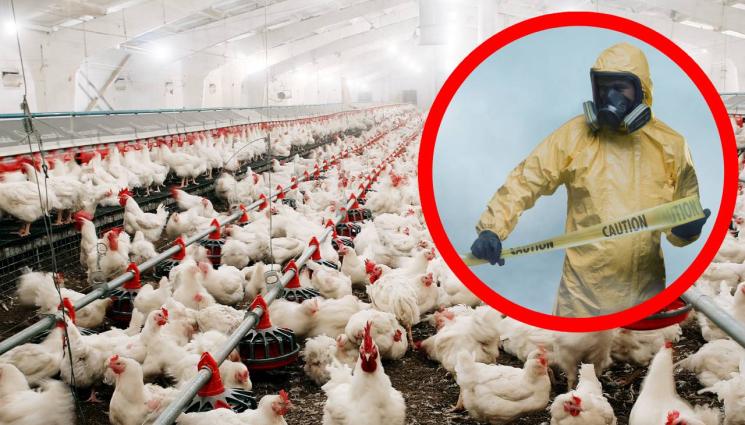 птичи грип - ПАК СЕ ЗАПОЧНА: Убиват над 500 000 животни заради птичи грип!