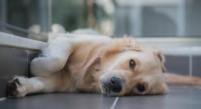 куче стресирано