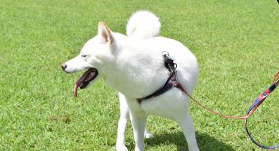 куче топлинен удар