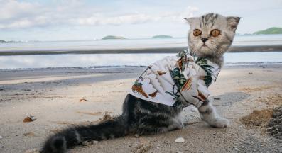 котка на плаж