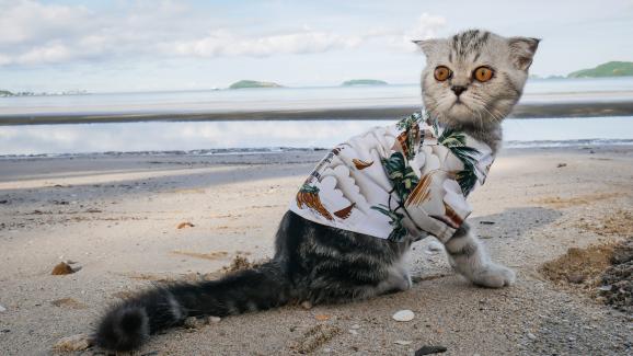 6 страхотни занимания за котки на плажа