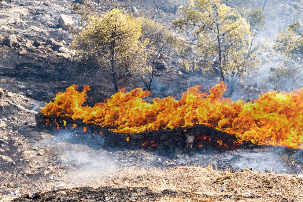 Снимка: В Гърция влиза в сила забрана за палене на огън на открито