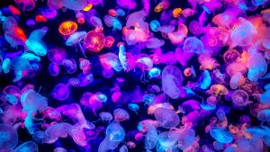 Цветните медузи осеяли тюркоазените води на Арагуа във Венецуела продължават