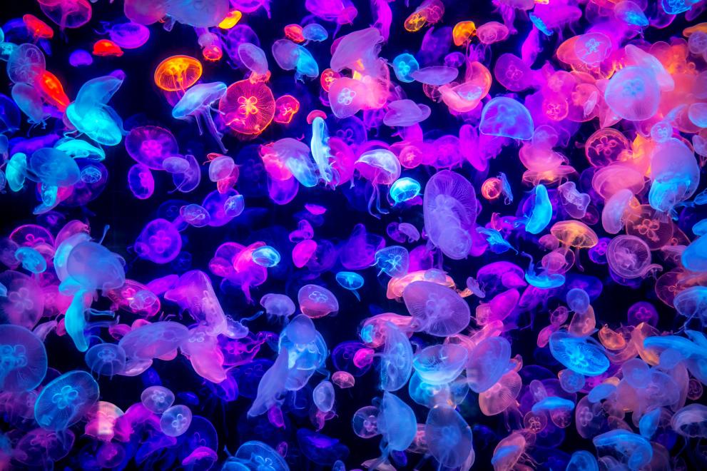 Цветните медузи, осеяли тюркоазените води на Арагуа във Венецуела, продължават