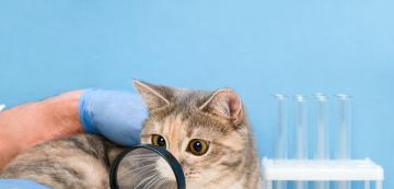 Как работят ДНК тестовете за котки