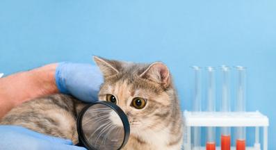 котка при ветеринар