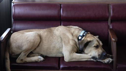 Дава пример на всички пътници: Боджи, кучето което обожава да пътува