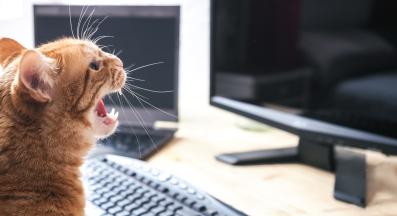 домашна котка