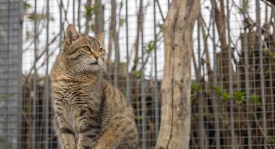 домашна котка