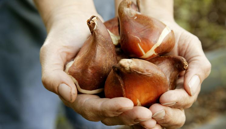 луковици - Агро Телеграф: Пазим луковиците на лалетата в мазе или гараж