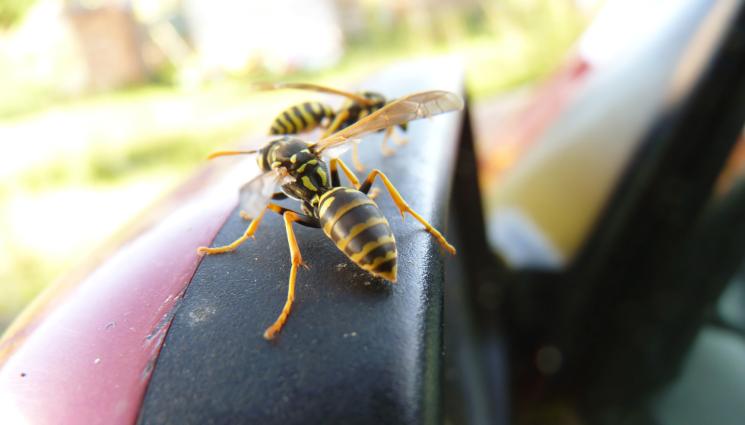 оса - Оса запрати шофьор в стълб