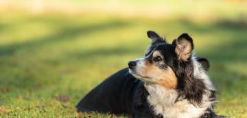 10 причини защо възрастното ви куче трепери