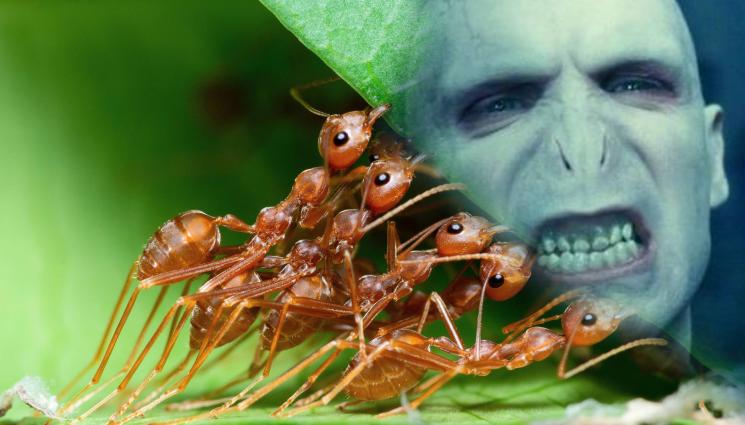 мравка волдемор - Кръстиха нов вид хищна мравка на Волдемор! (СНИМКА)