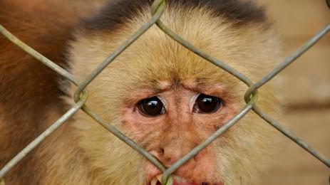 ТРАГЕДИЯ: Мъчителна смърт погуби животните в зоопарк! (ВИДЕО 18+)