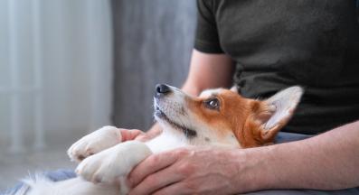 куче човек връзка