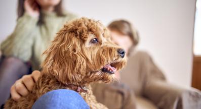 куче човек връзка