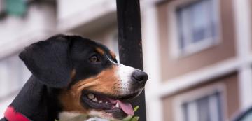 5 съвета за успокояване на стресирано от буря куче