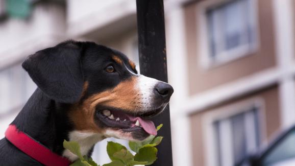 5 съвета за успокояване на стресирано от буря куче