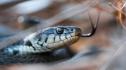 Змия в купето спря японски скоростен влак 