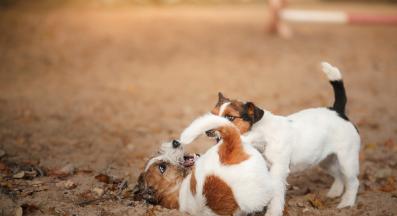кучета парк игра