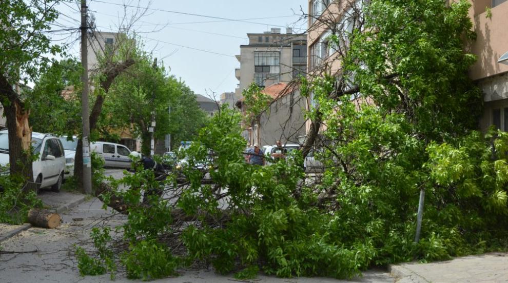 Силният вятър в Хасково събори дърво върху къща (СНИМКИ)