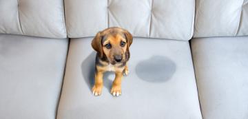 Как да спрем кученцето да уринира върху мебелите ни