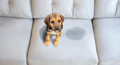 куче уриниране мебели