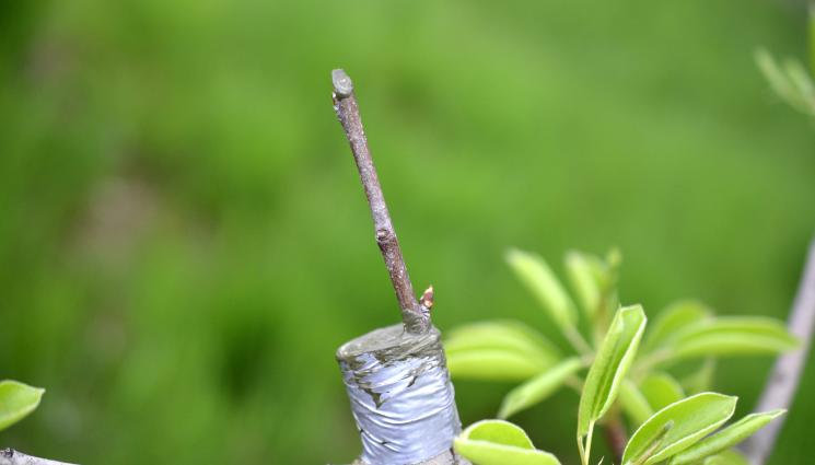 ашладисване - ПРАКТИЧНИ СЪВЕТИ: Как се ашладисва сливата