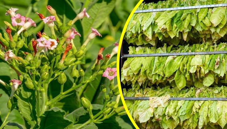 тютюн - ЩЕ ЖИВНАТ МАЛКО: 71 000 000 лева ще дадат на тютюнопроизводителите!