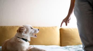 7 кучешки поведения, които често тълкуваме погрешно
