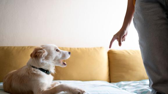 7 кучешки поведения, които често тълкуваме погрешно