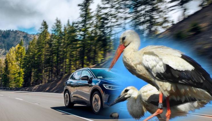 щъркел - НЕЩАТА ЕСКАЛИРАТ: Щъркел тенекеджия подхвана скъпарските коли!