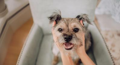 6 фини начина как кучетата показват обичта си, които може пропуснете