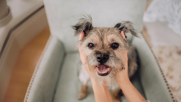 6 фини начина как кучетата показват обичта си, които може пропуснете