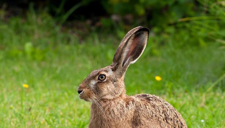заек - Дивият заек се завръща, не е възможно да се саморазселва!