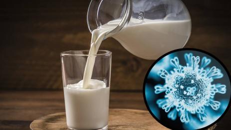 САМО ТОВА ЛИПСВАШЕ: Откриха един от най-смъртоносните вируси в прясното мляко!