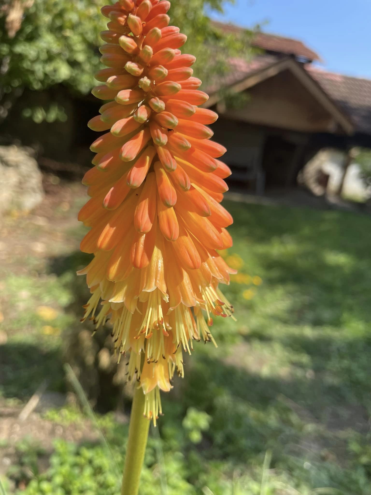 Албена Михова