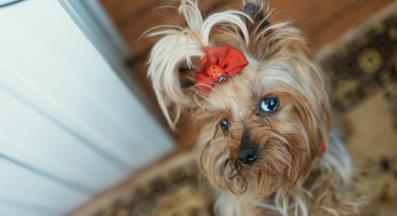 Йоркширски териер