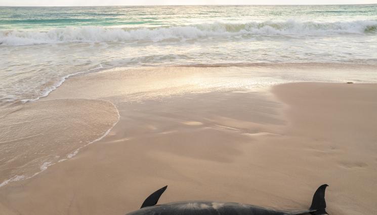 делфини - ОТВРАТИТЕЛНА ГЛЕДКА: Мъртви делфини изплуваха на наш плаж!